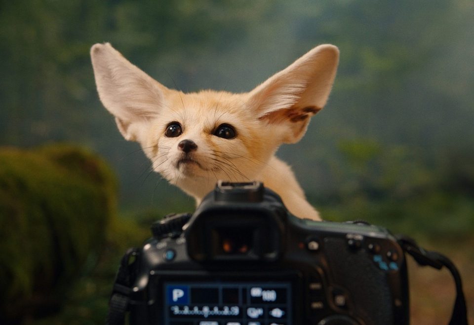 LUMINAR FOX