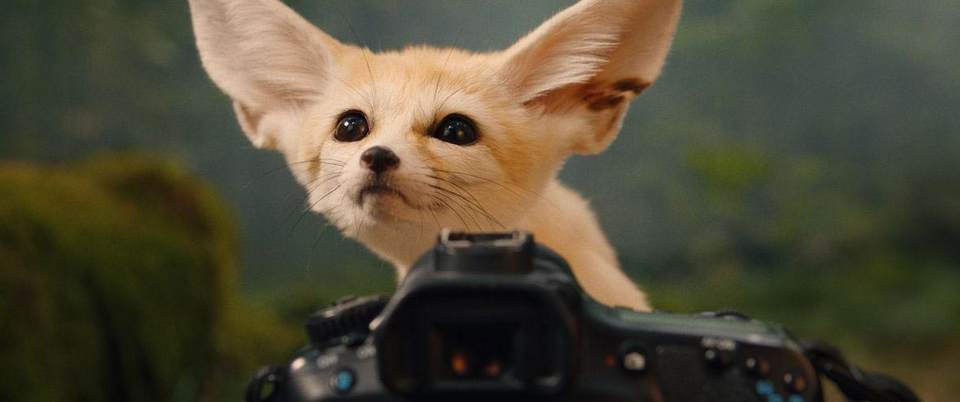 LUMINAR FOX
